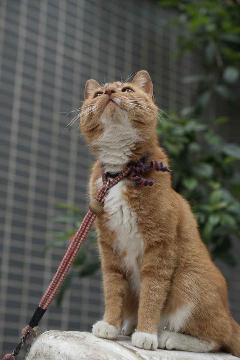 猫咪🐈