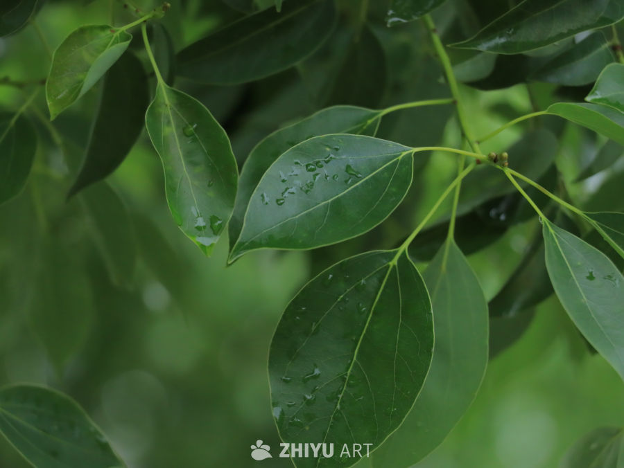 雨后绿叶的清新之美