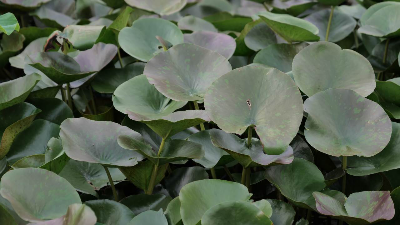 荷花 2