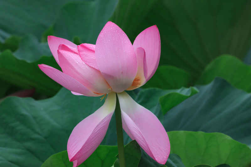 荷花 28