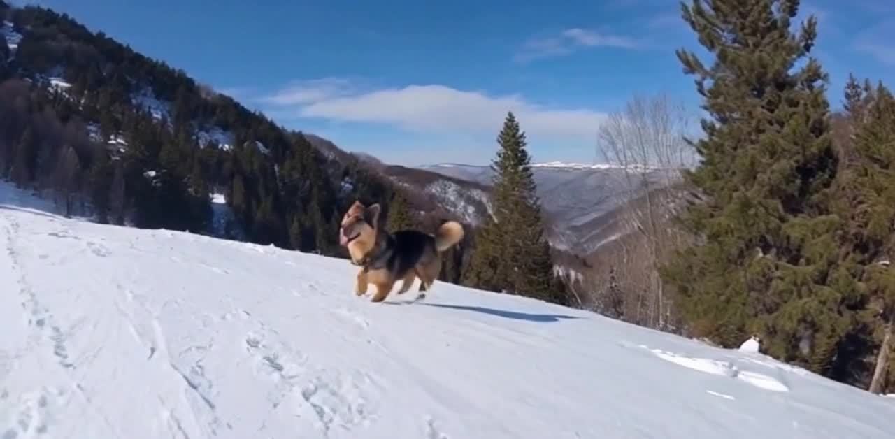 雪山犬行：远山林海，蓝天白云间的小狗探险