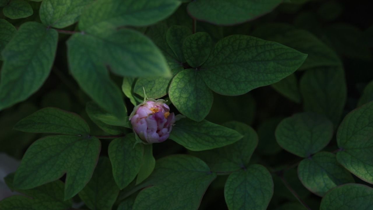 花蕾中的宁静