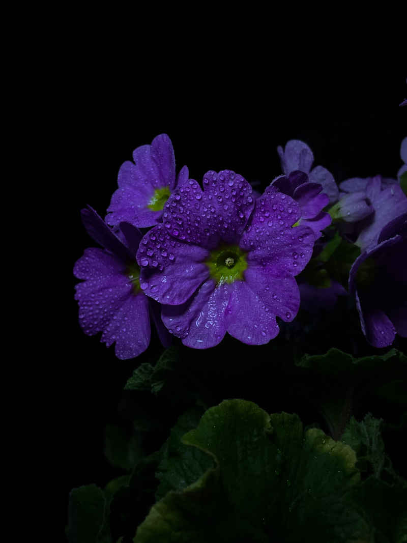 奶奶的花