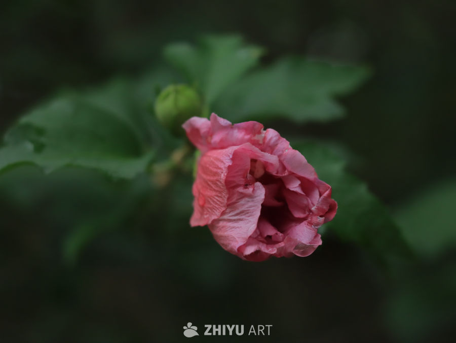 粉红花蕾的宁静时光