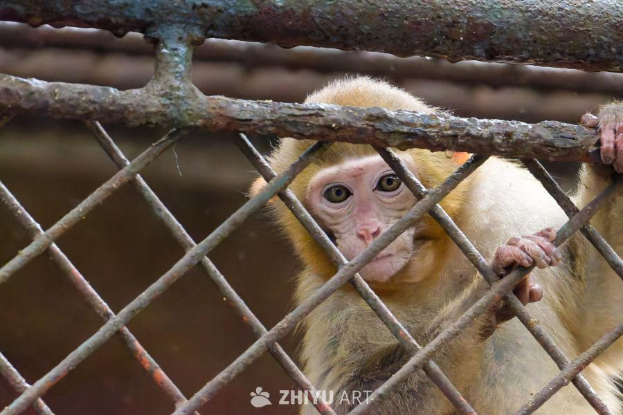 八线小县城动物园
