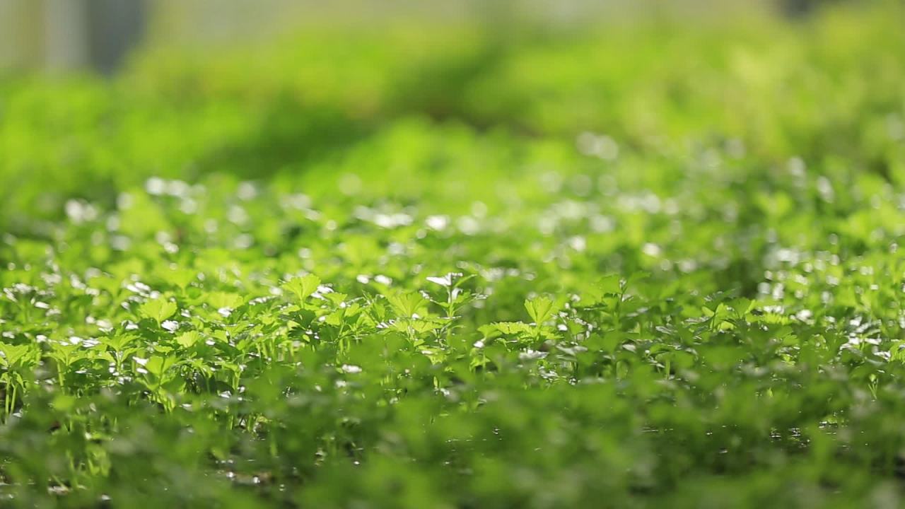 高原大棚