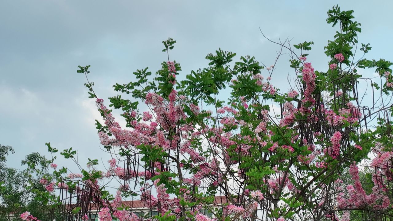 花海航拍 3