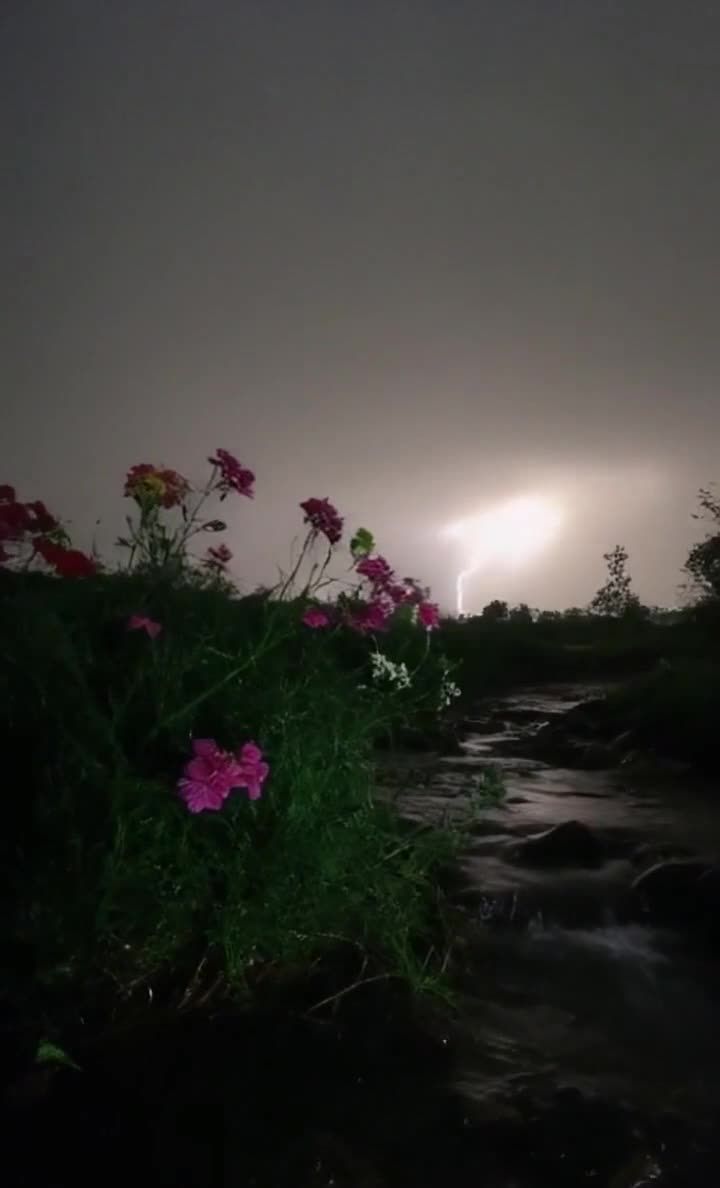 夜晚，雨水中的花草与溪流，闪电暗夜。