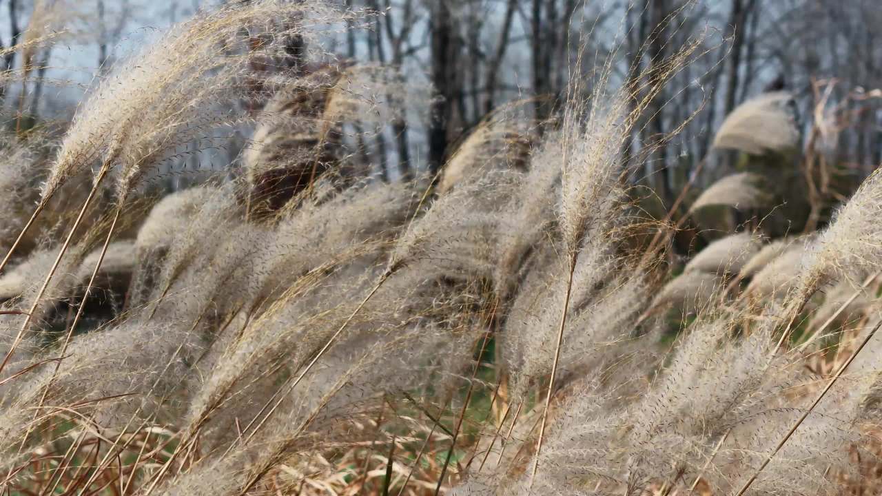 芦苇随风舞动