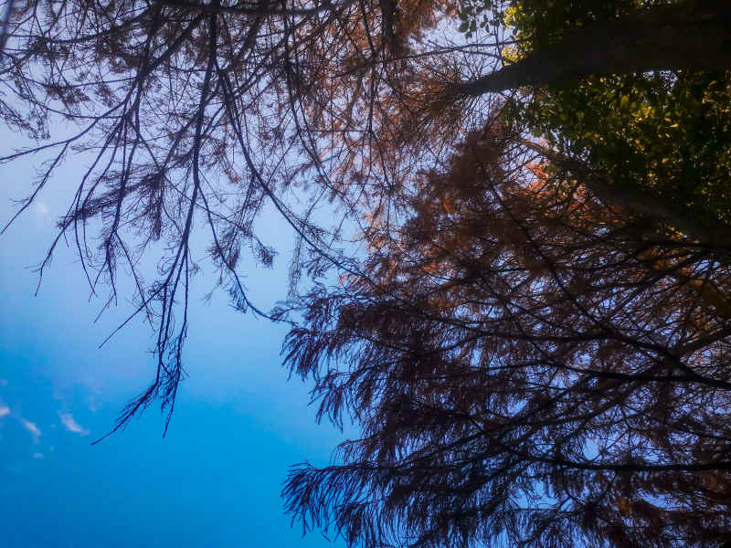 笔直树木水杉摄影图