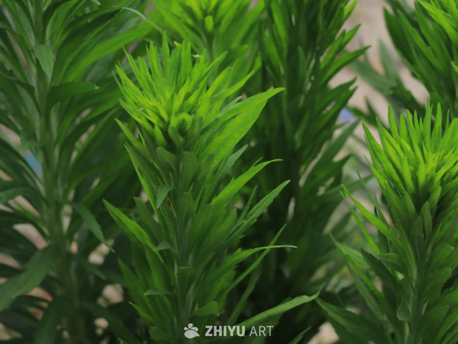 绿意盎然的植物