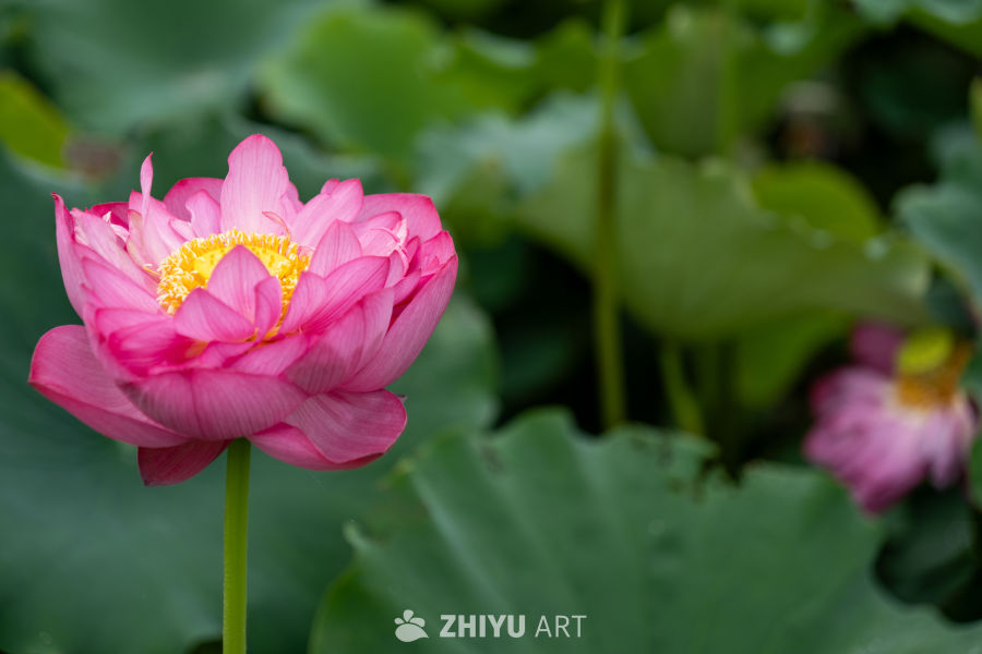 荷花 86