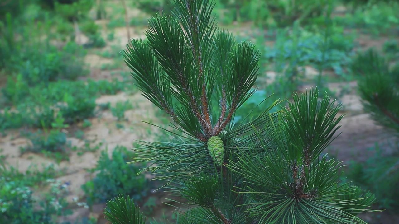 松树松果松林松果实拍素材