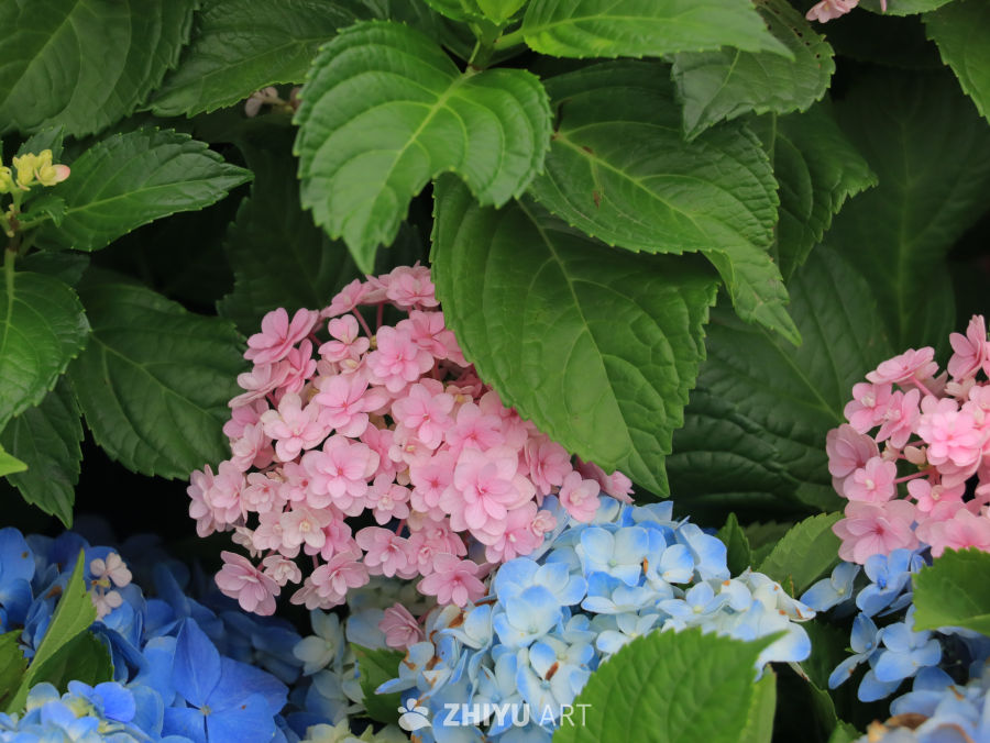 绣球花的色彩盛宴