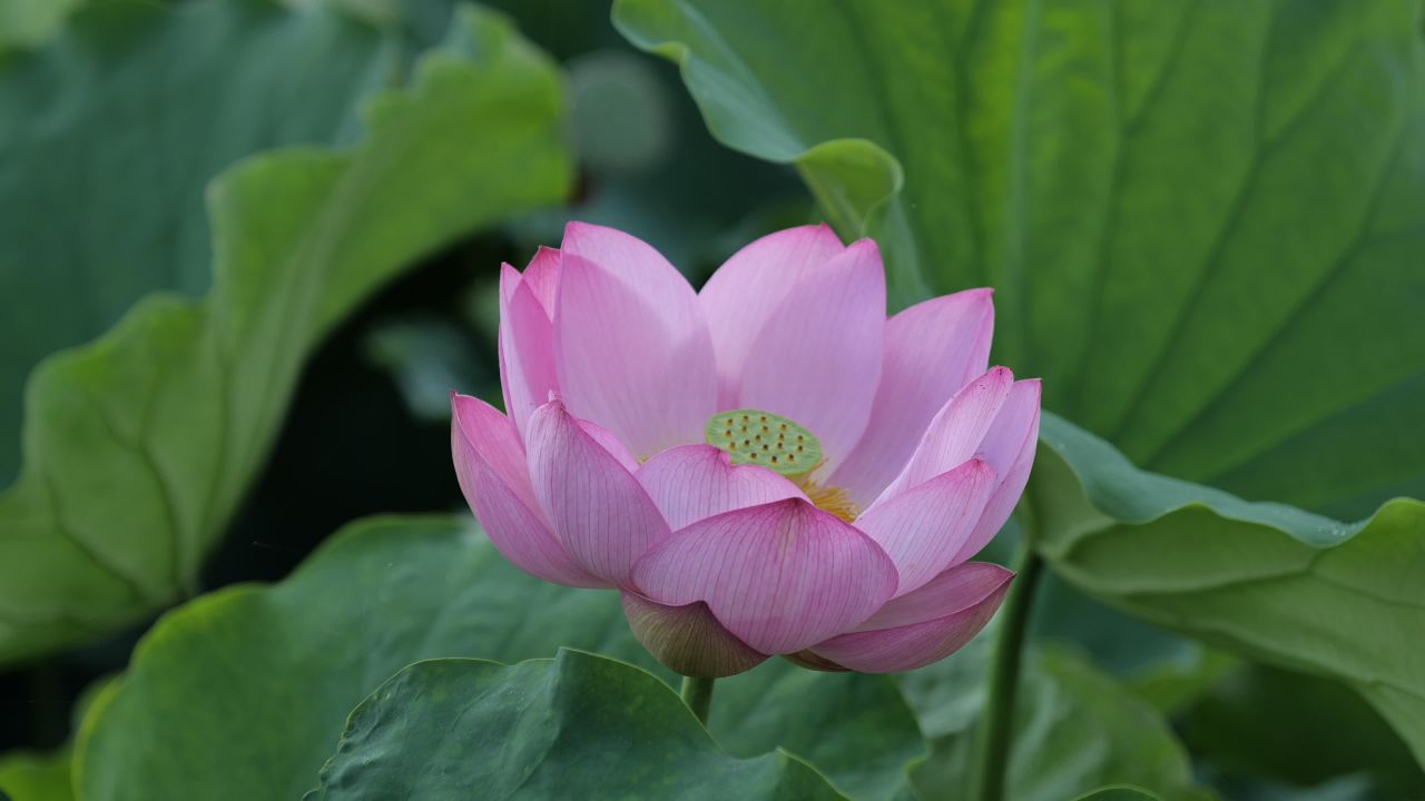 荷花 24
