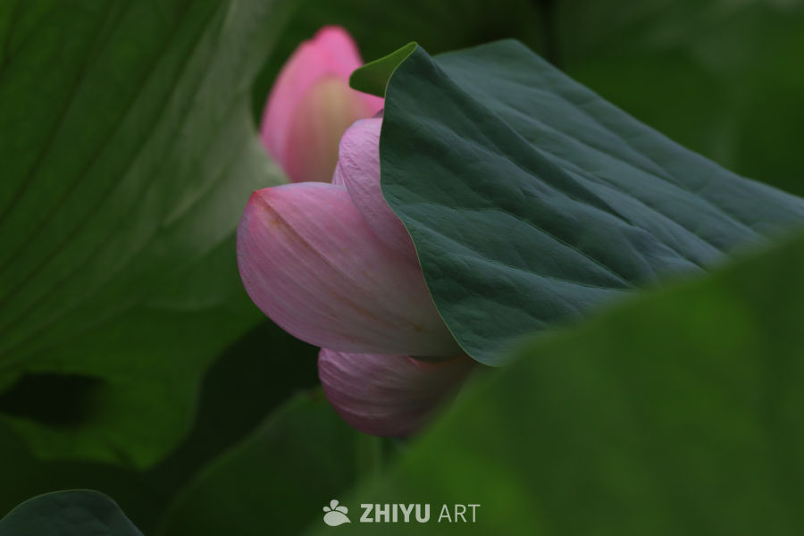 荷花 98