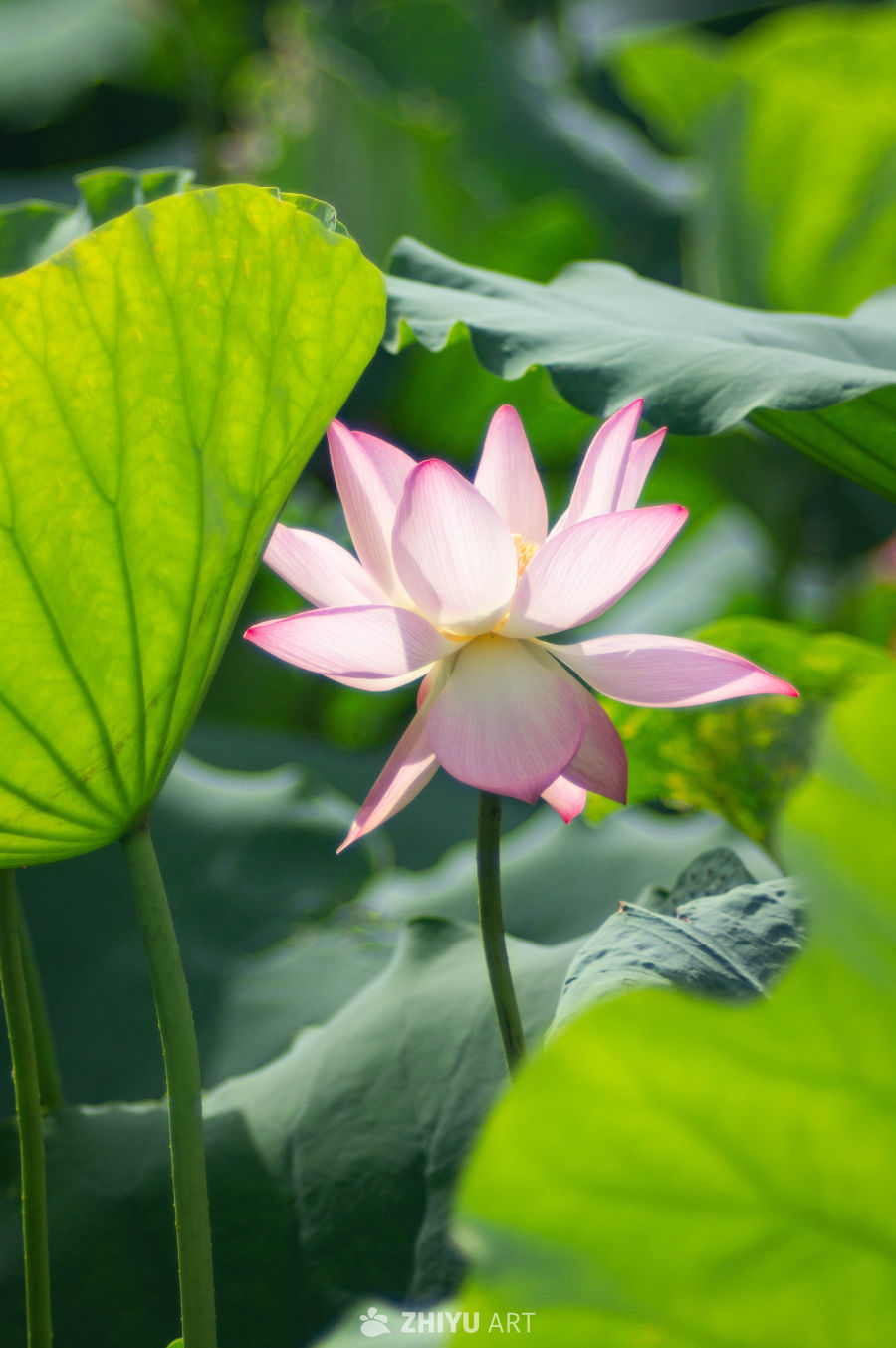 荷花 7