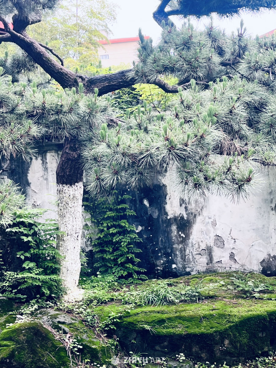 松树下的古墙