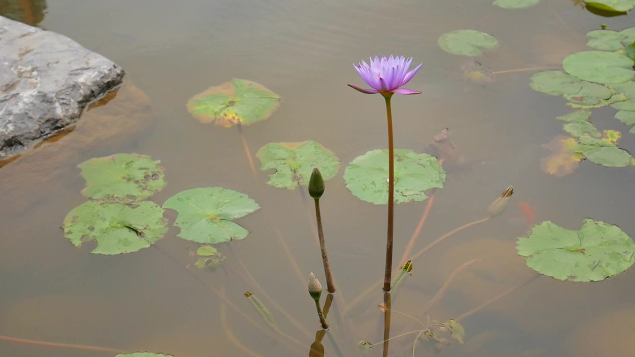 紫色睡莲和花苞