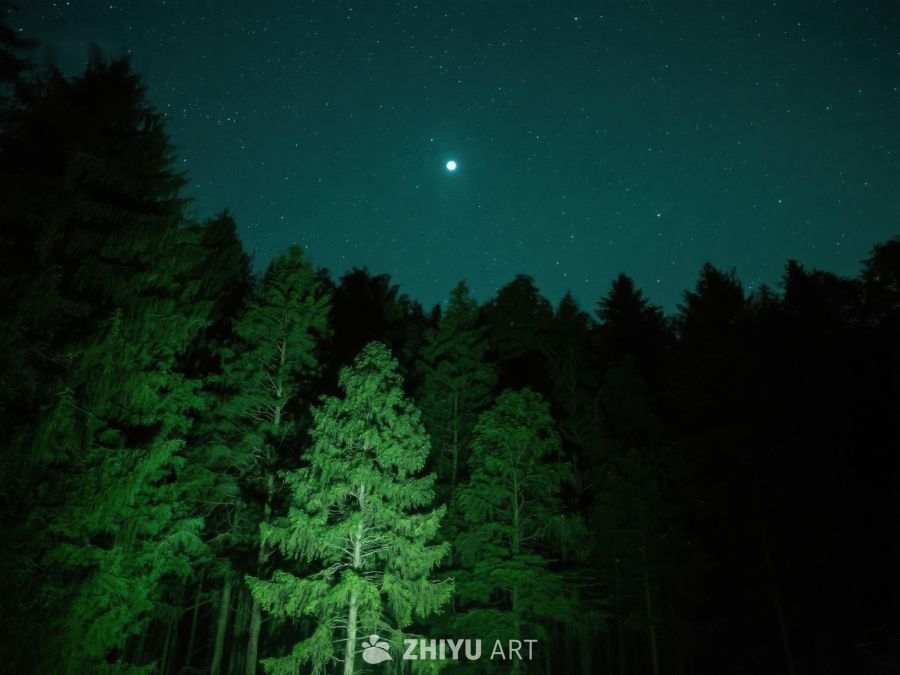 夜空下的森林与明亮星辰 371