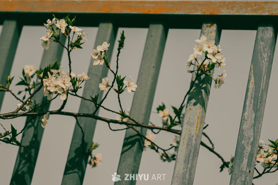 春日樱花与旧栅栏