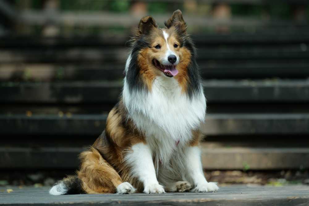喜乐蒂牧羊犬
