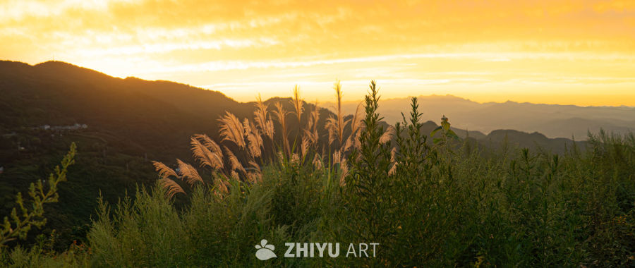 日落山间芦苇随风摇曳