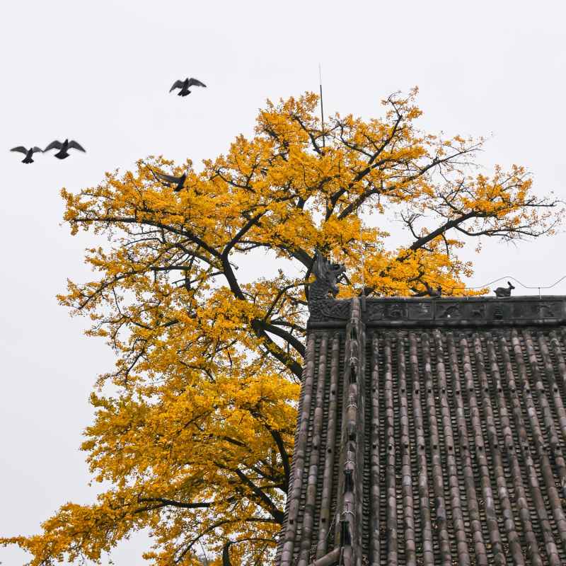 秋的最后一行🍂 1