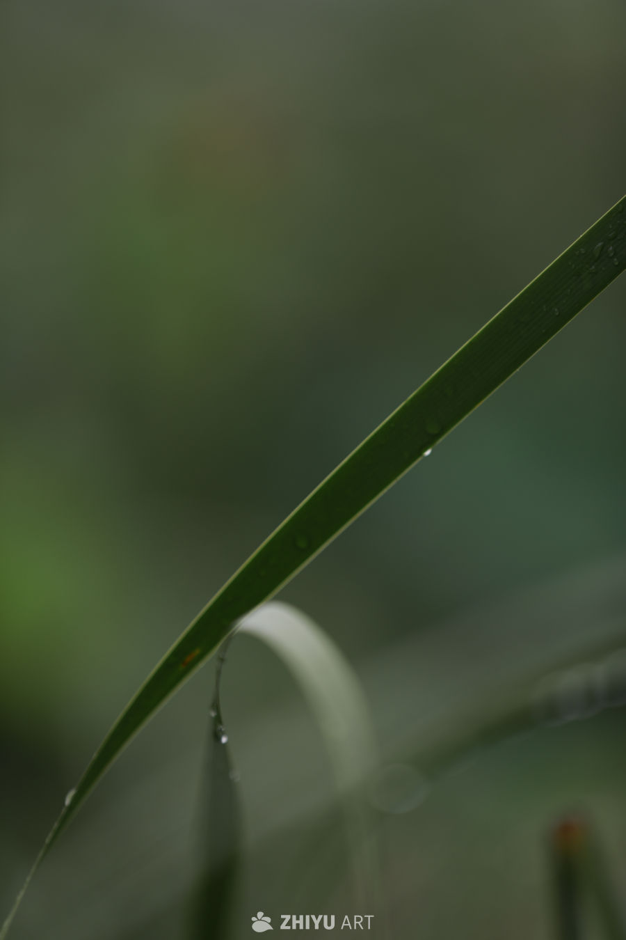 雨后绿叶
