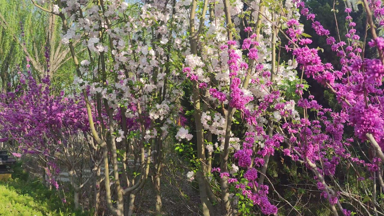 春天 花已开 27