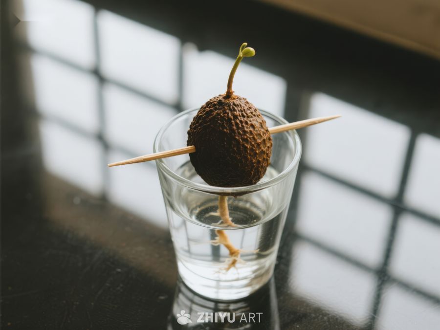 水培植物种子发芽 514
