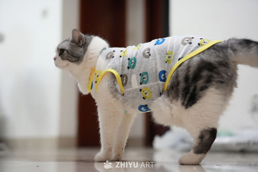 猫咪 43
