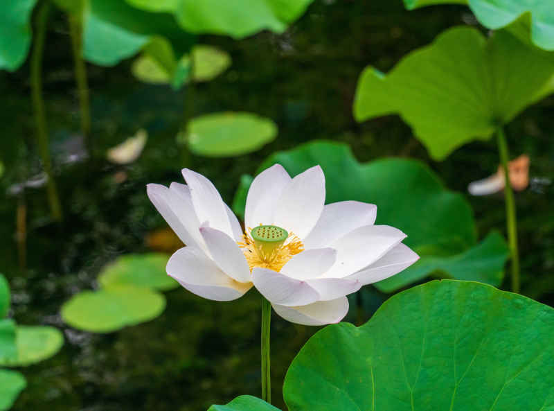 苏州荷花 2
