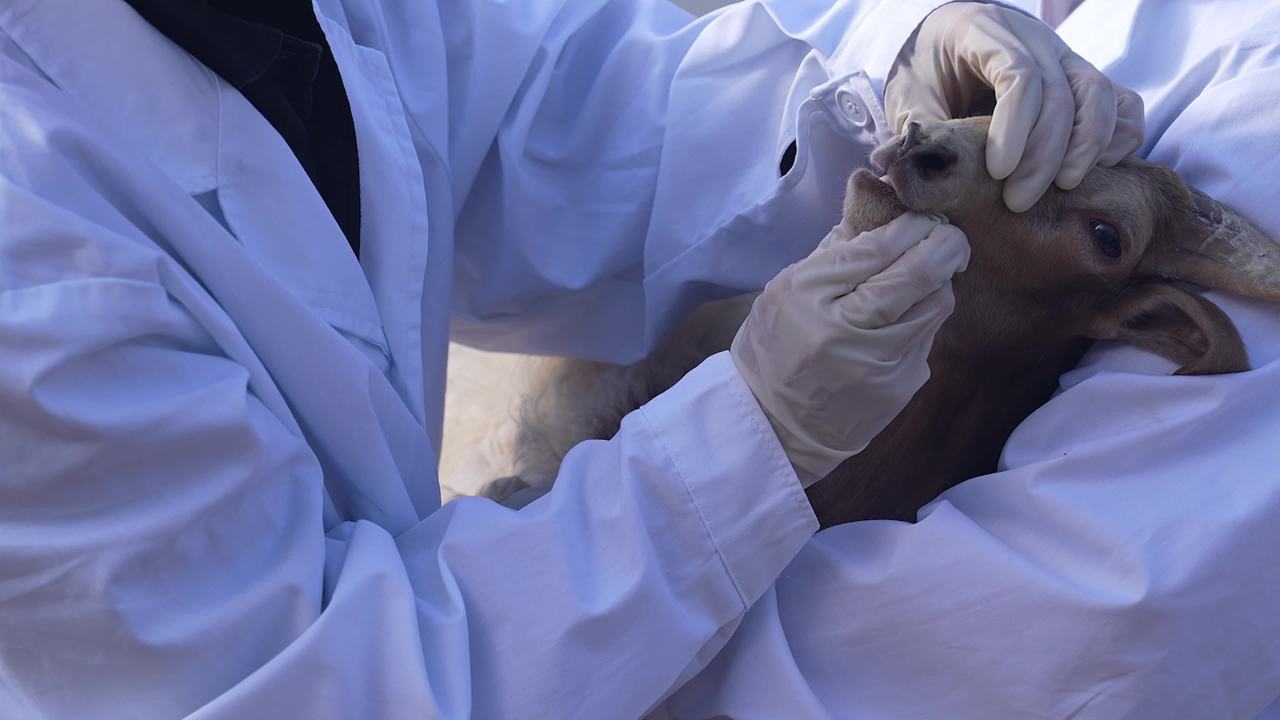 养殖场兽医防疫工作