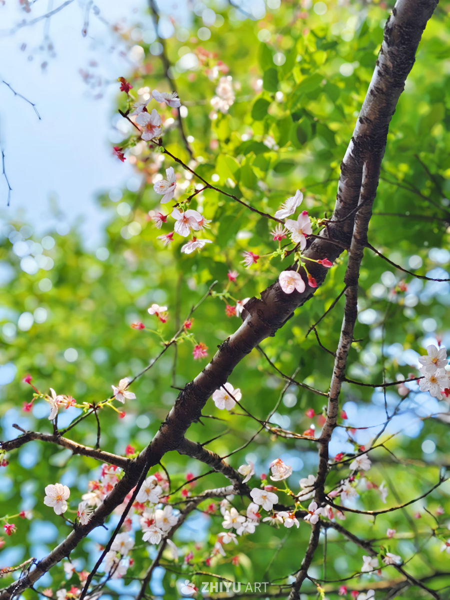 春日樱花绽放