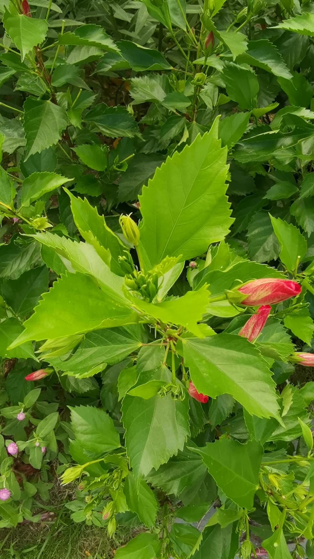 阳光下的花