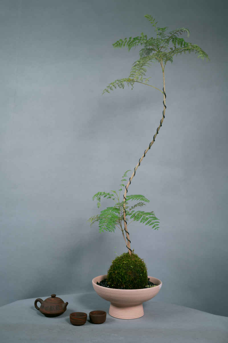 盆栽、插花 22