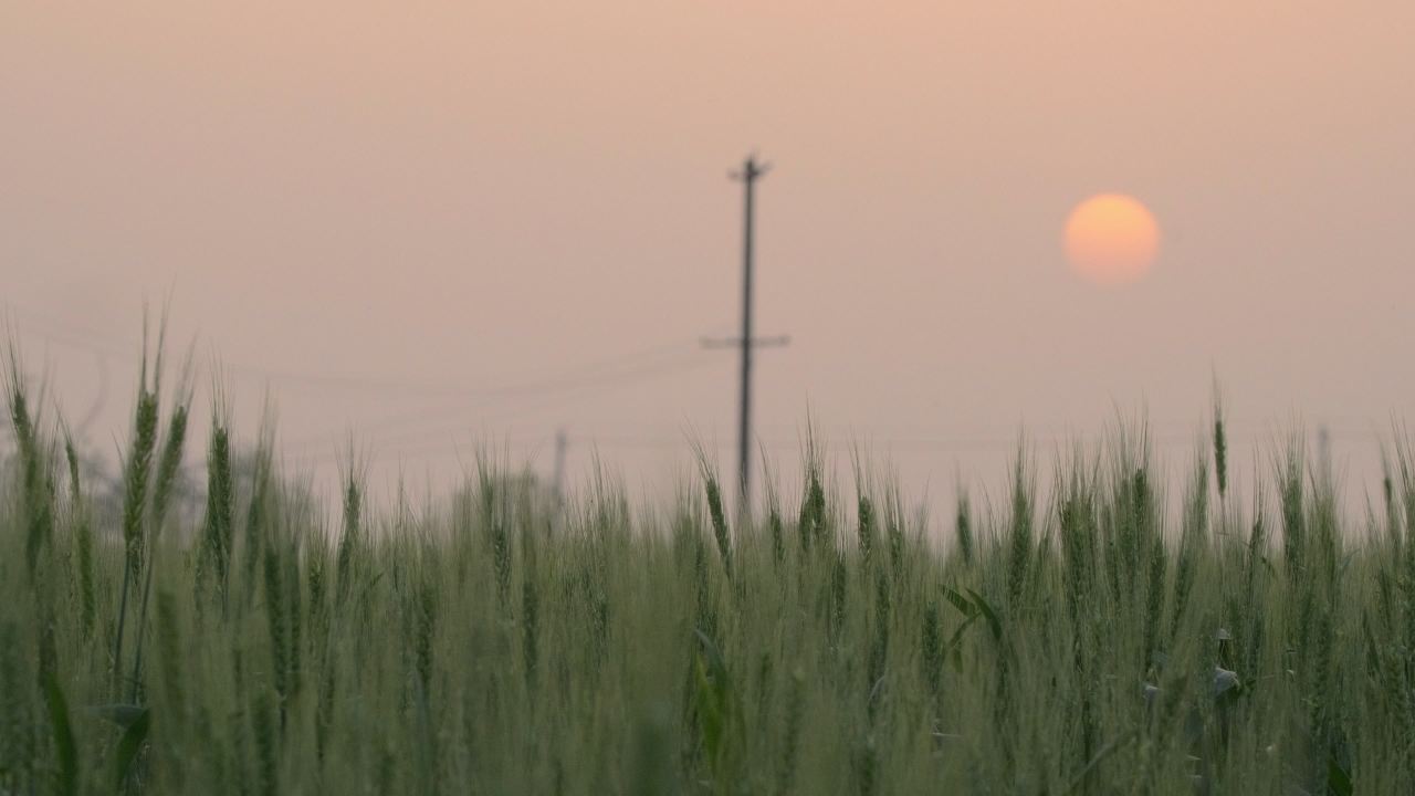 乡村小麦田野麦穗麦芒粮食庄稼丰收 10