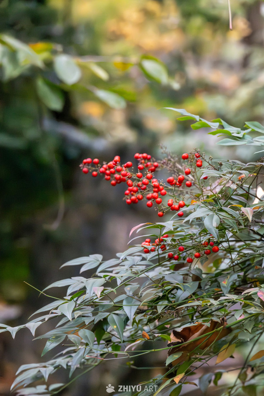 南天竹红果绿叶图