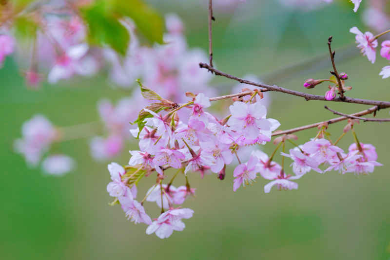樱花季 27