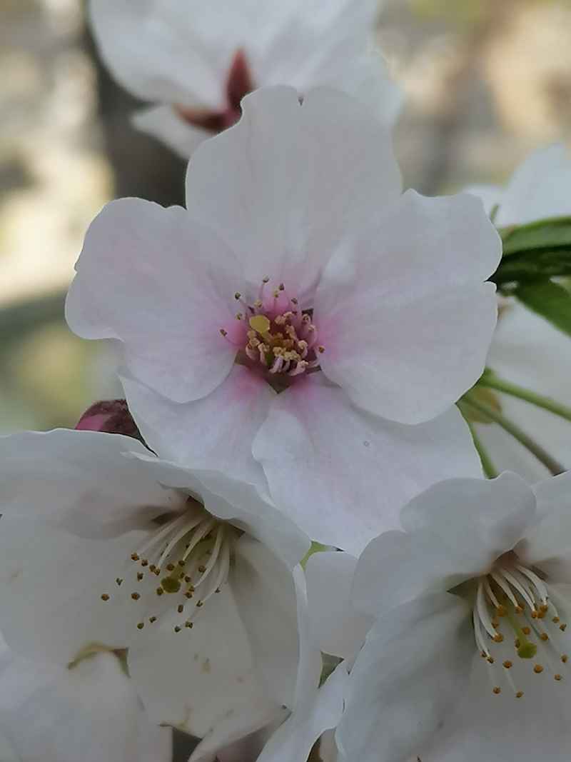 樱花蕊