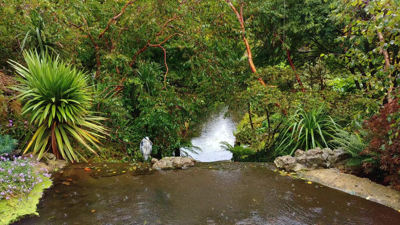 鹭雨鸟公园溪