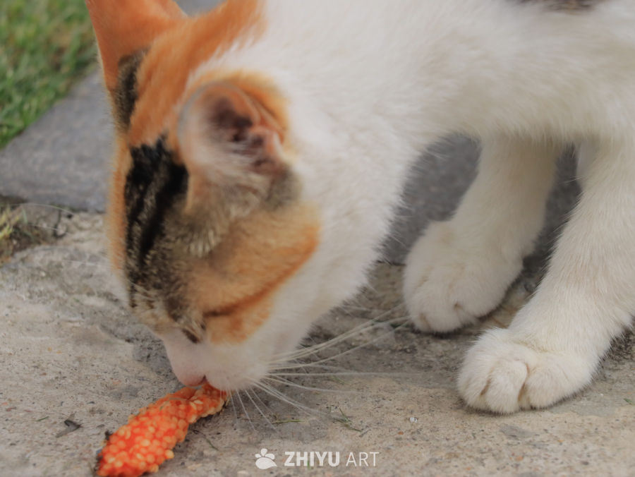 猫咪与胡萝卜的亲密时光