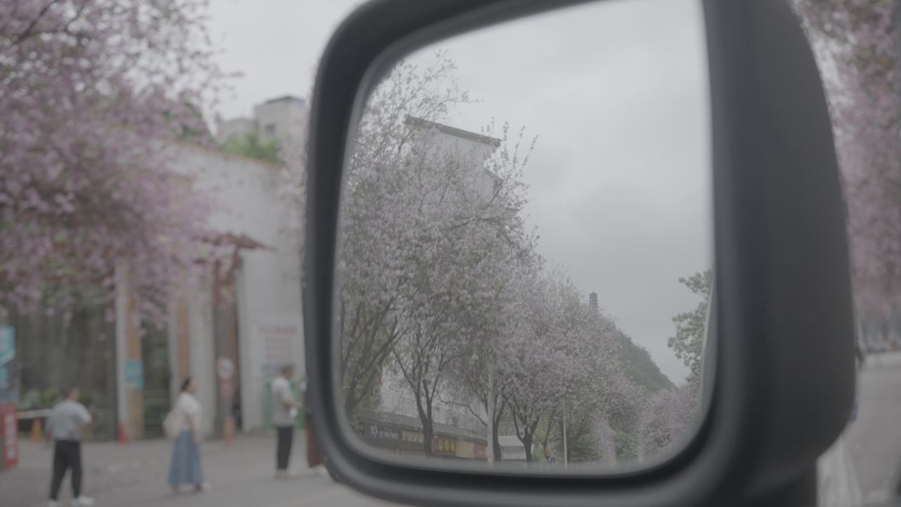 紫荆花 4