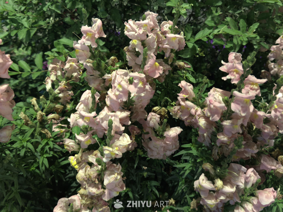 粉花绿叶，自然之美