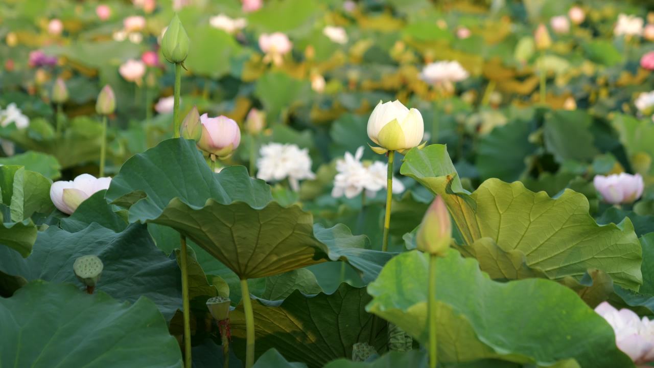 荷花 11