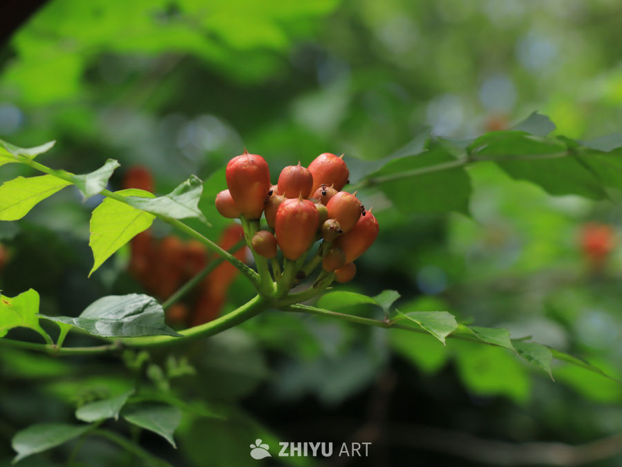 红果绿叶的自然之美