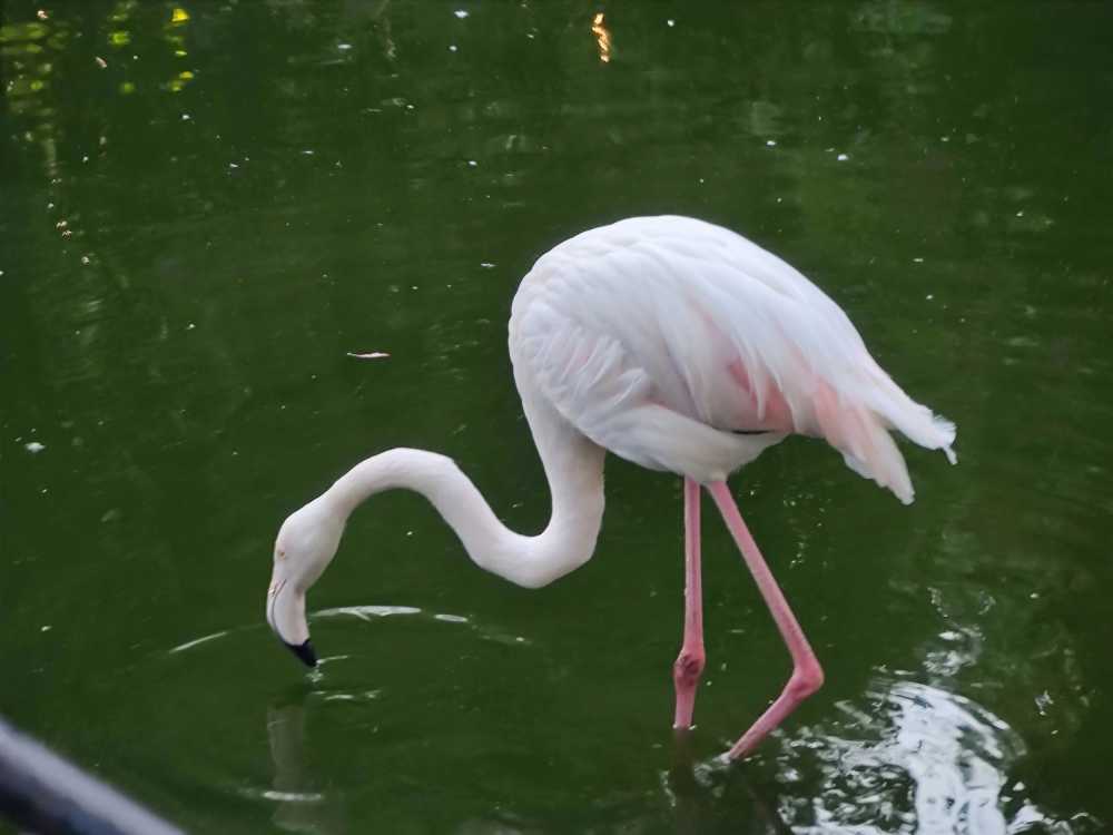 动物园鸟类火烈鸟水鸟