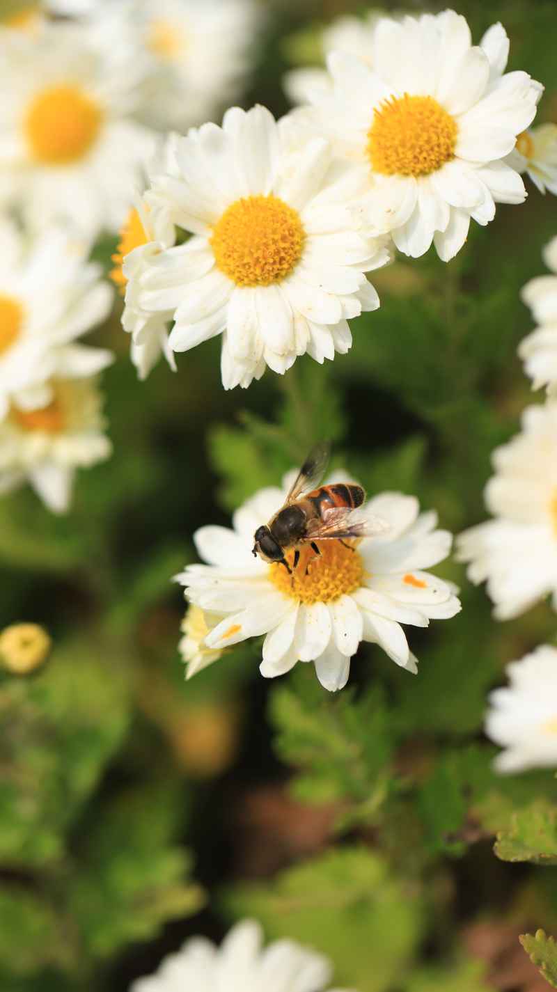 雏菊