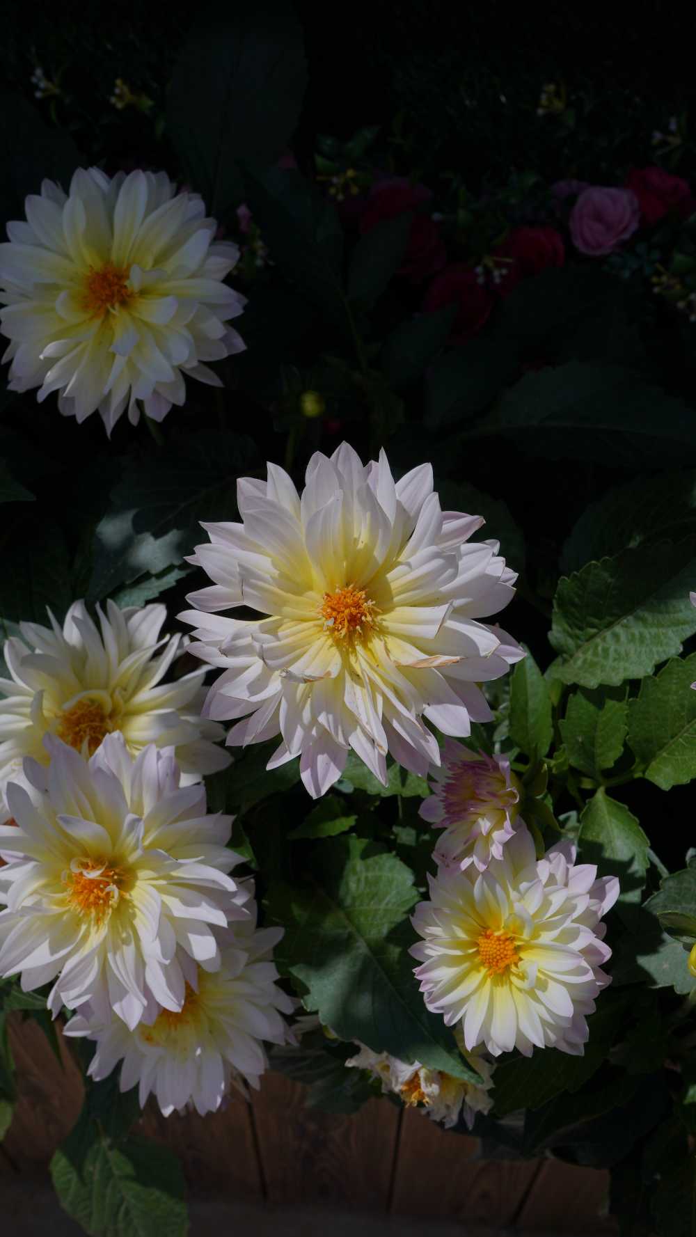 菊